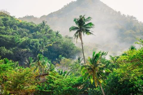 Coconut trees on the background of tropical forest. Mountains on a tropical i Stock Photos