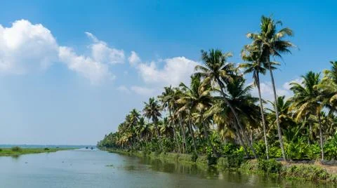 Coconut trees in Backwater Stock Photos