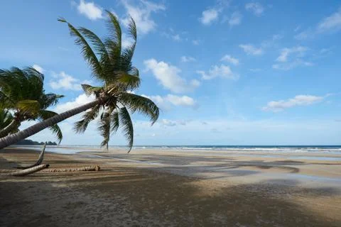 Coconut trees on the beach against blue sky and clouds background Stock Photos