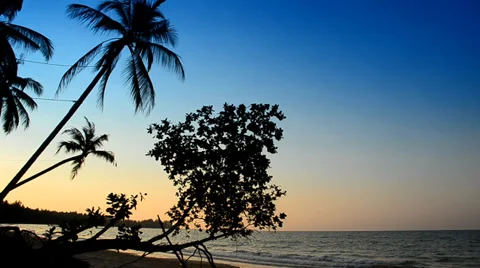 Coconut trees at beach and blue sky Stock Footage 35775531
