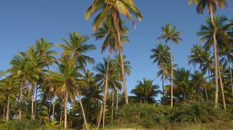 Coconut trees in a beach of Brazil Stock-Footage 38490711