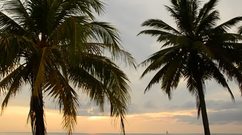 Coconut trees on the beach in the evening and sunset. Stock Footage 34656510