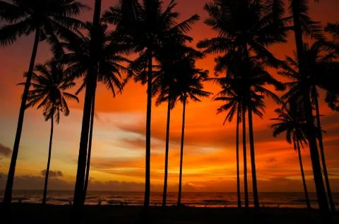 Coconut trees on the beach in the evening Фото