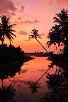 Coconut trees on the beach in the evening Stock-Fotos