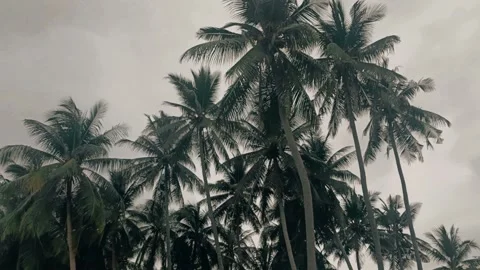 Coconut trees on the beach. Stock Footage 296317260