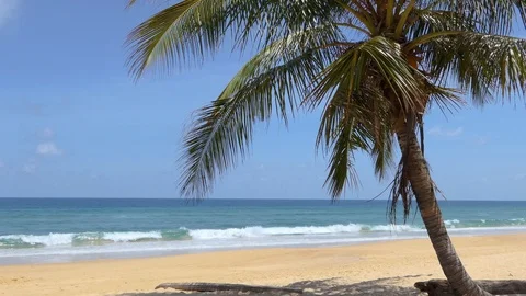 Coconut trees on the beach at Kata Beach, Phuket, Thailand 库存影片 101779171