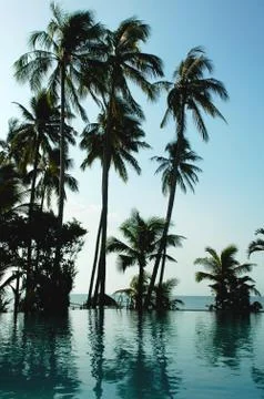 Coconut trees on the beach Stock Photos
