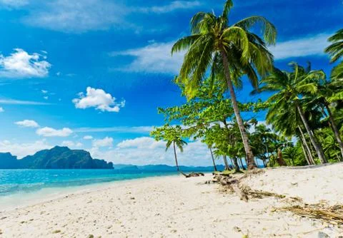 Coconut trees on the beach 写真素材