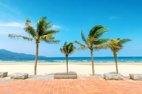 Coconut trees at the beach Stock Photos