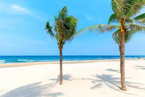 Coconut trees at the beach Stock Photos