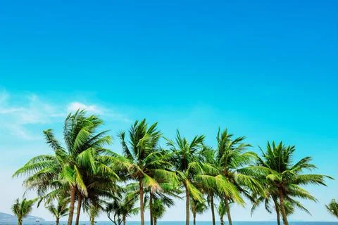 Coconut trees at the beach Foto stock