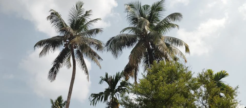 Coconut trees on the beach Stock Photos
