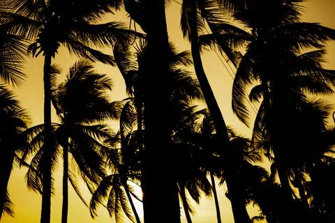 Coconut trees by the beach at sunset Stock Photos