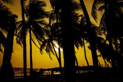 Coconut trees by the beach at sunset Stock Photos
