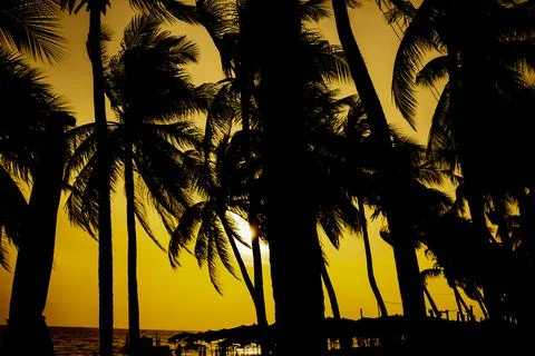 Coconut trees by the beach at sunset Stock Photos