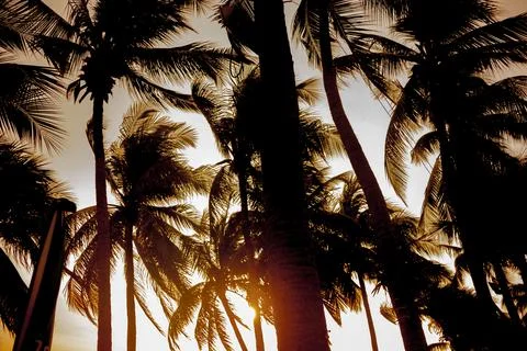 Coconut trees by the beach at sunset Stock Photos