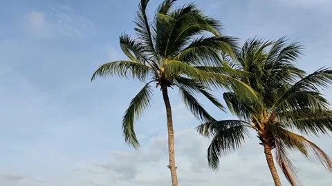 Coconut trees on the beach under blue sky with light breeze in tropical weather Stockbeeldmateriaal 232302942