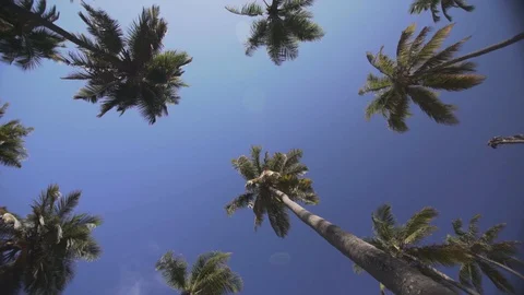 Coconut trees from bellow 3 Video stock 128094495