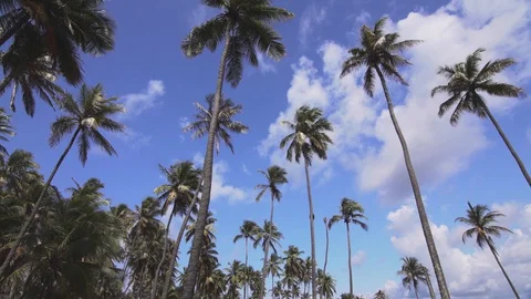 Coconut trees from bellow Stock Footage 128094522