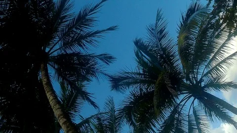 Coconut trees from below Stock Footage