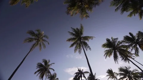 Coconut trees from below Video stock 128094662