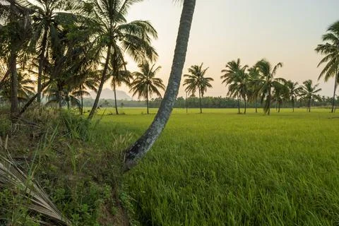 Coconut trees between paddy field morning view Stock Photos