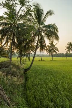 Coconut trees between paddy field morning view Stock Photos