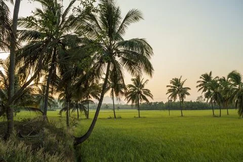 Coconut trees between paddy field morning view Stock Photos