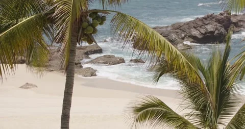 Coconut trees blow in the wind on a mexican beach. Stock Footage 134594271
