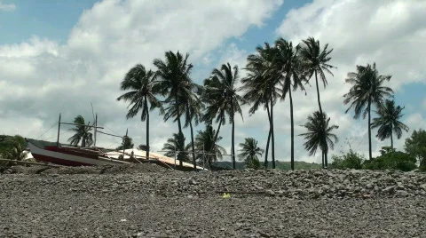 Coconut trees blowing in the breeze #2 Stock Footage 637359