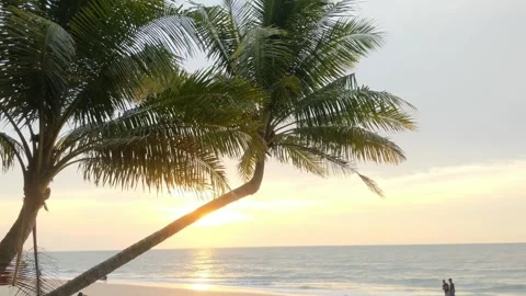 Coconut trees blowing gently Stock Footage 283348465