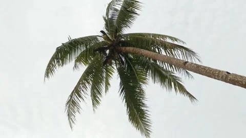 Coconut trees blowing gently Stock Footage 283371852