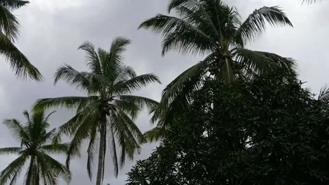 Coconut trees blowing in the wind during monsoon season at Malaysia. Stock Footage 230621993