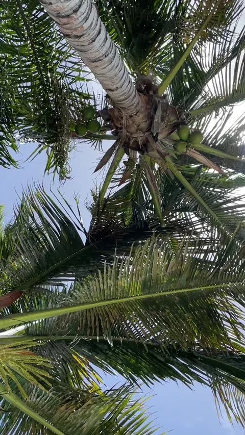 Coconut Trees blowing in the wind Stock Footage 281077881