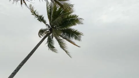 Coconut trees blowing in the wind Stock Footage 283348459