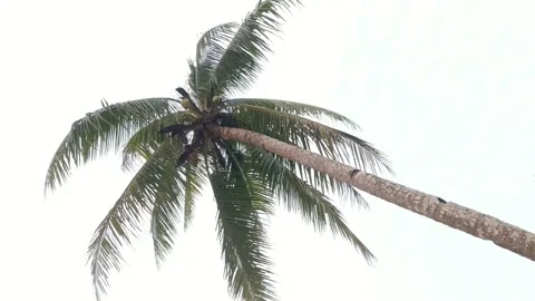 Coconut trees blowing in the wind Stock Footage 283372757