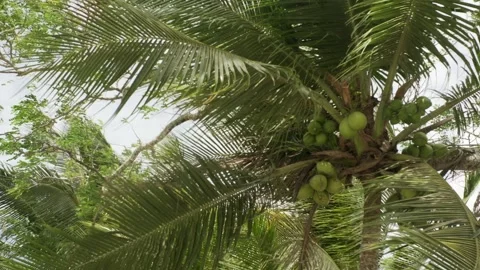 Coconut trees blowing in the wind Stock Footage 331035269