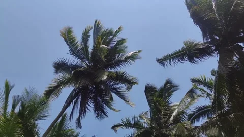 Coconut trees blown by strong winds low angle Stock Footage 252179384