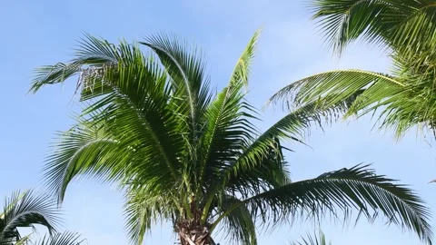 Coconut Trees Blows In The Morning Wind. Stock Footage 303347635