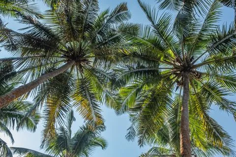 Coconut trees on blue sky background in a summer tropical environment. Stock Photos