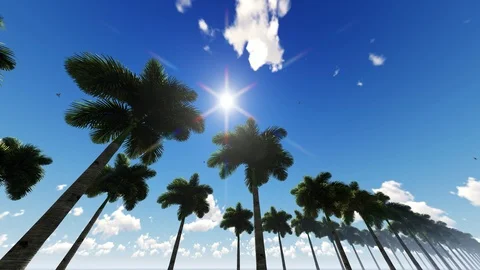Coconut trees with the blue sky Stock Footage 107273087
