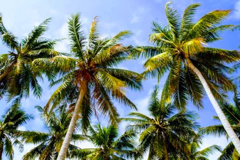 Coconut trees with blue sky Foto stock