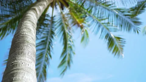 Coconut trees blur background for Sunny day .Text space background. Stock Footage 156855480