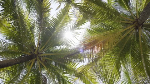 Coconut trees bottom top view sun shining through blue sky daylight. Stock Footage 218282243