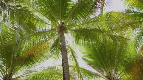 Coconut trees bottom view look up sun shining through branches blue sky summer. Stock Footage 209120994