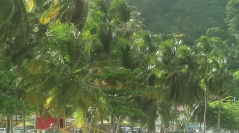 Coconut Trees In Bunch 스톡 동영상 62696044