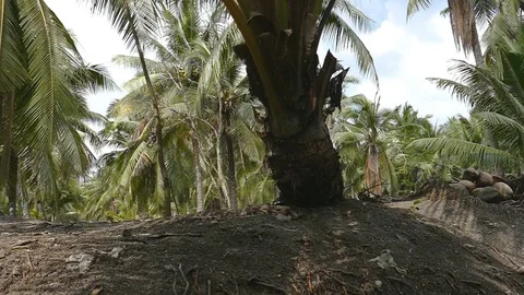 Coconut Trees Close up panning Stock Footage 71111374