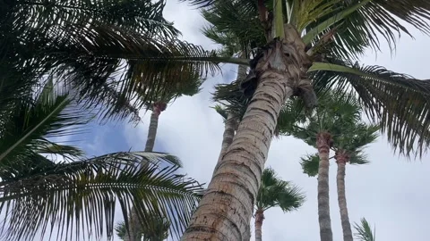 Coconut Trees on a cloudy day Stock Footage 281076442