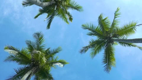 Coconut Trees Dancing in the Breeze Stock Footage 236505602