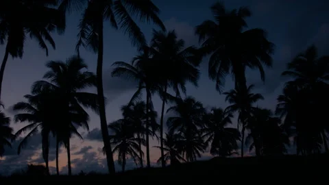 Coconut Trees at Dawn 2 Stock Footage 307316619